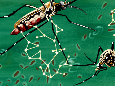 Gene Drive mosquito
