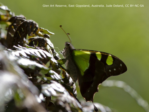 Butterfly in Glen Art Reserve, East Gippsland, Australia. Judith Deland. Butterfly in Glen Art Reserve, East Gippsland, Australia