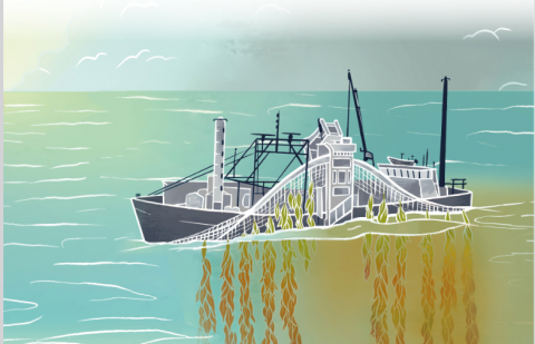 a ship above a seaweed plantation in order to sequester carbon the seaweed is polluting the ocean