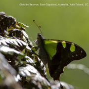 Butterfly in Glen Art Reserve, East Gippsland, Australia